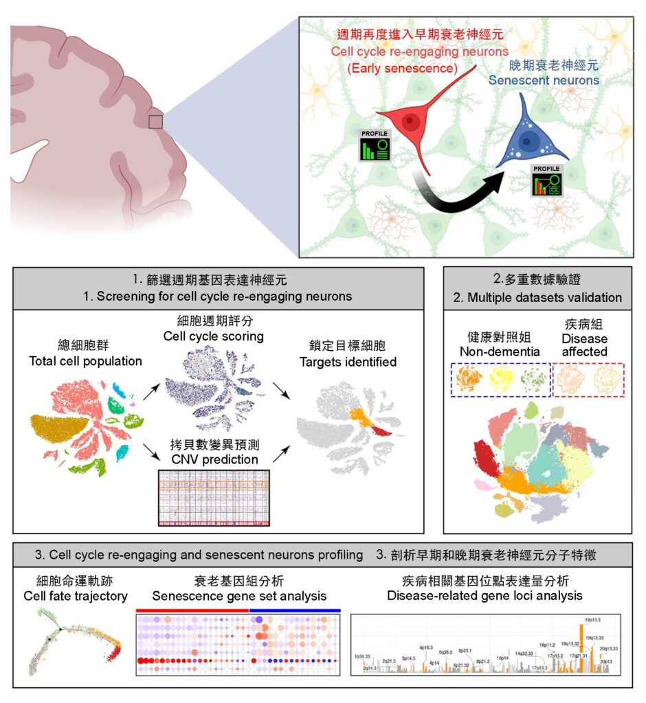 The novel bioinformatics analysis workflow enables the CUHK research team to identify the specific markers of senescing neurons in different stages of the cell cycle, and their relationship with disease-related genes.