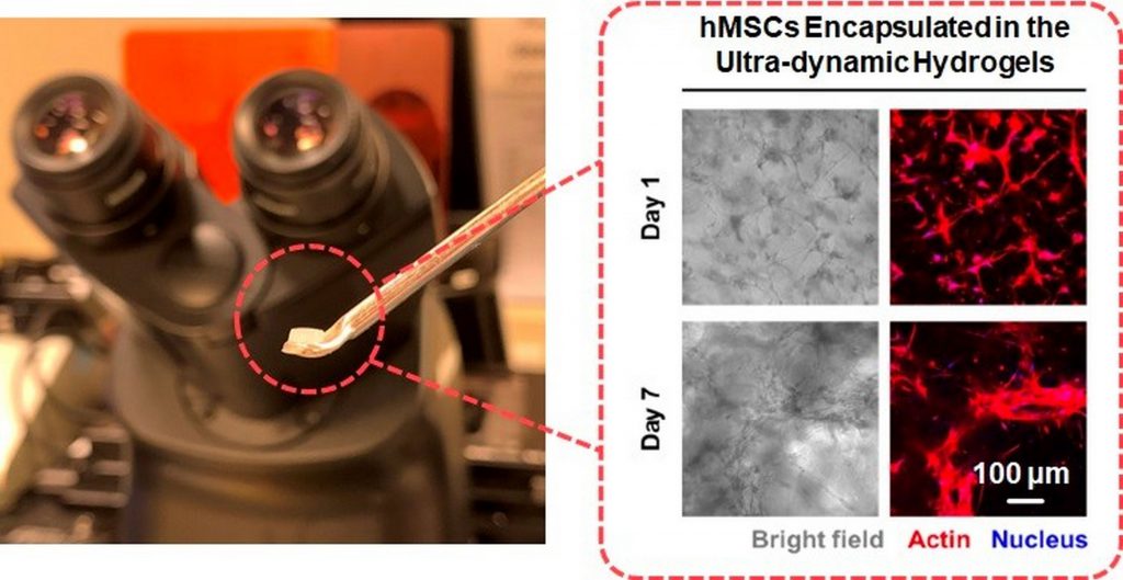 The super dynamic cross-linked hydrogels can promote the differentiation of human bone marrow mesenchyme stem cells.