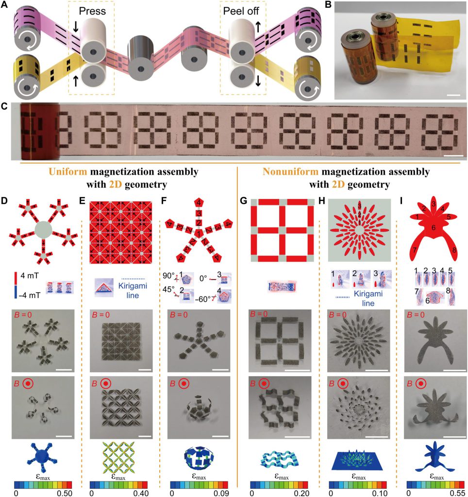 The research team devises the roll-to-roll technology (image A-C), a fabrication process that realises programmable magnetic soft robots’ ability to perform different structural changes.