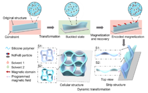 A schematic of dynamic transformation of magneto-elastomers. Diverse transformation of elastomeric structures could be achieved by using programmed magnetic inputs.